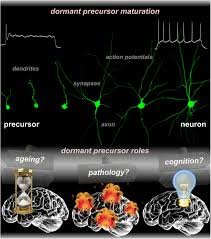 An adaptation of birbornerciel neurons in adults could offer defense against